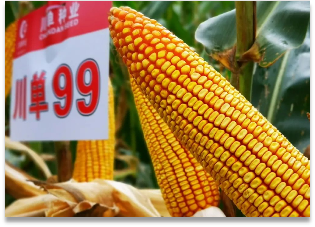 ����99